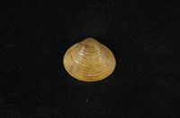 藏品(臺灣蜆)的圖片